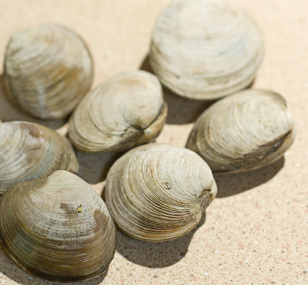 Manila Clams