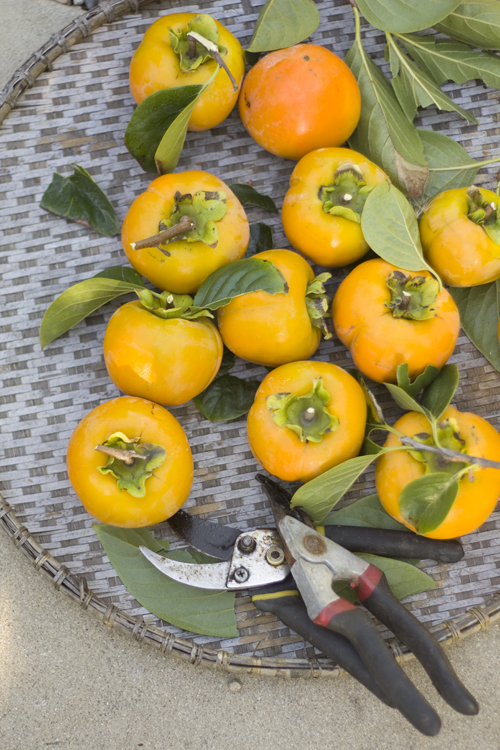 Absconding with persimmons from White On Rice Couple's tree