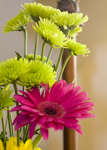 Spring Flowers