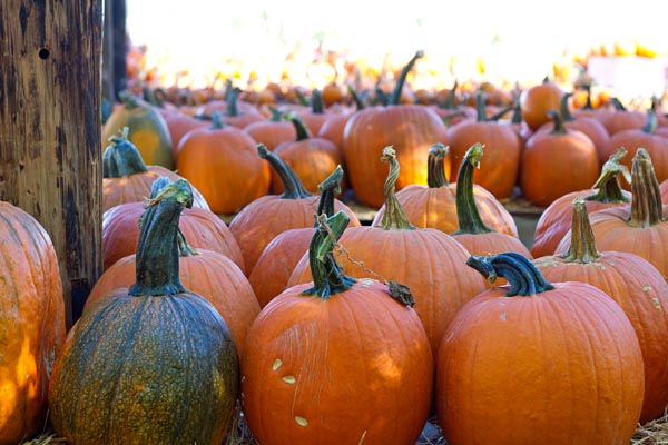 LiveOak Canyon Pumpkin Patch