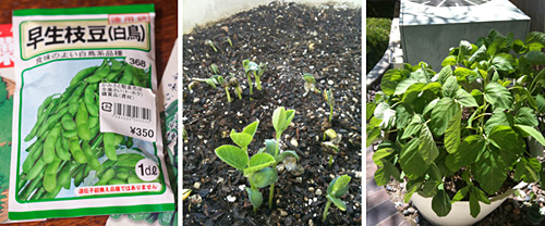 Growing Edamame