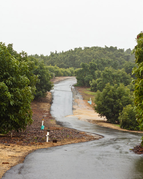 Avocado grove in the rain