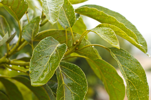 Avocado leaves in the rain