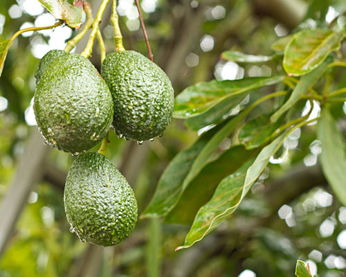 Avocados getting a shower