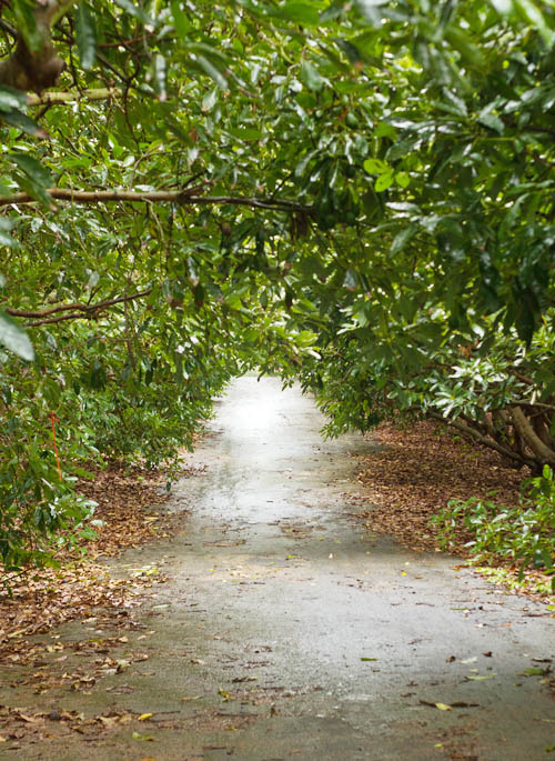 Magical avocado grove light