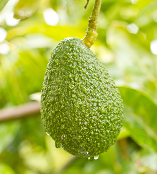 Lone Avocado