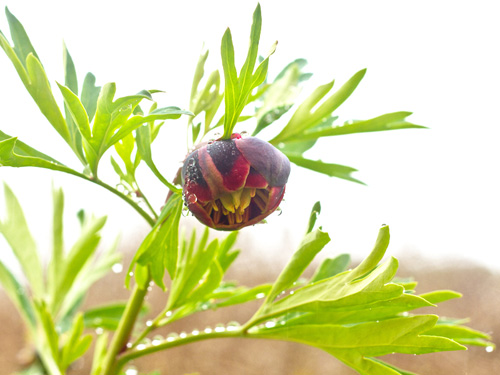 wild peony