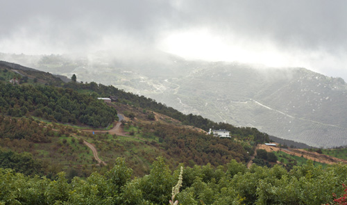 Rainy morning in Avocado Country