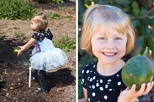 Fujilings exploring the avocado farm