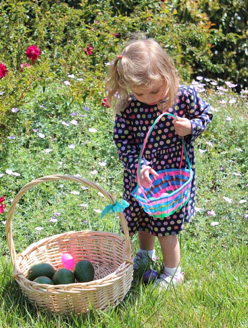 Collecting eggs