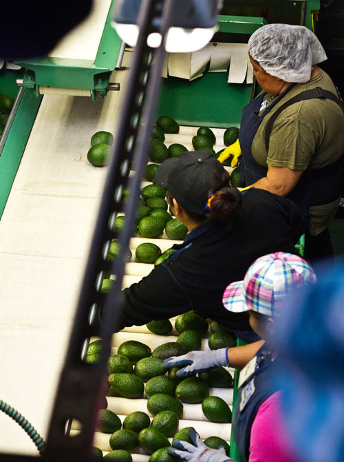 Sorting Avocados at West Pak