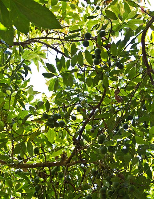 Avocado canopy