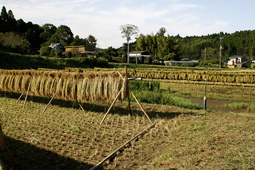 Rice Harvest in Japan