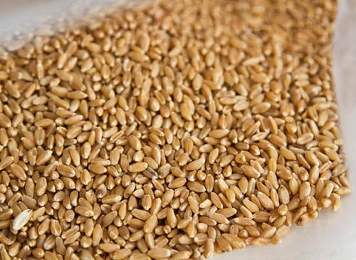 Wheat Berries