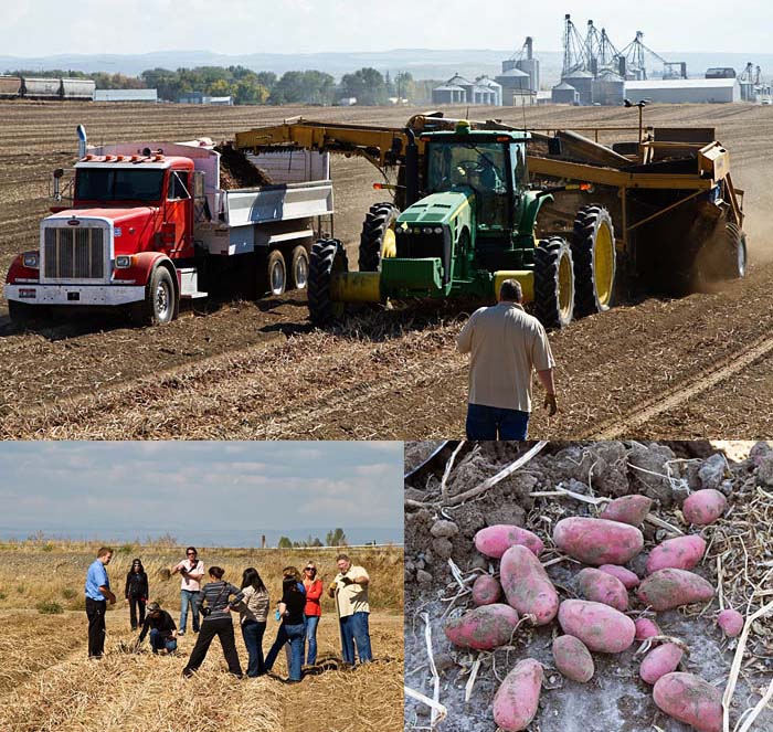 Harvesting Red Potatoes