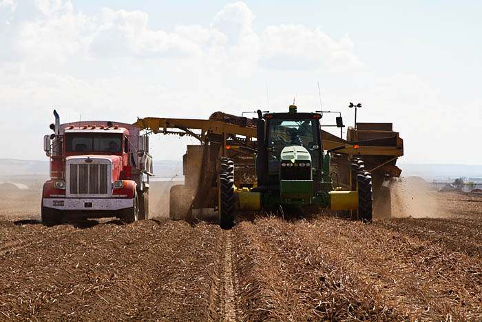 Harvesting Potatoes