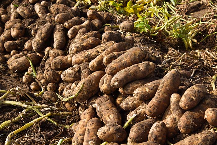 Potatoes fresh out of the ground