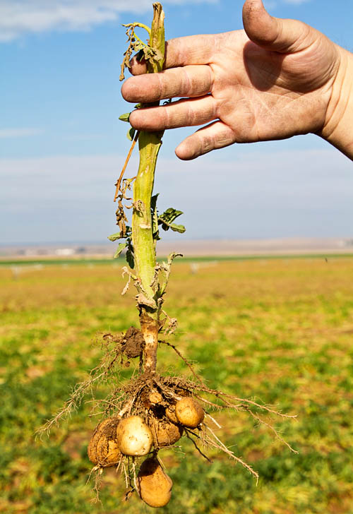 Potatoes fresh out of the ground