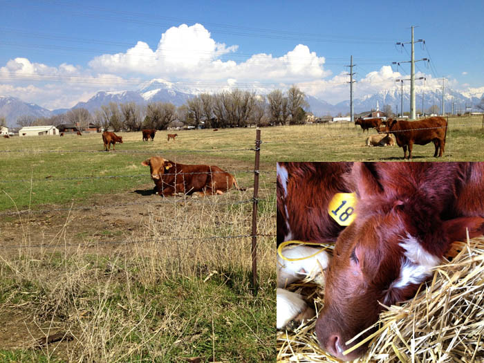 Spring Cows