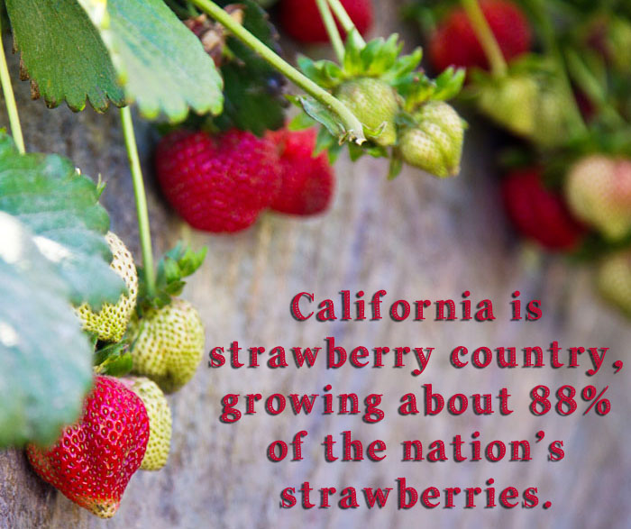 California is strawberry country