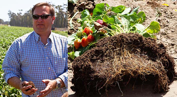 Learning about the strawberry growing process from Bill Reiman