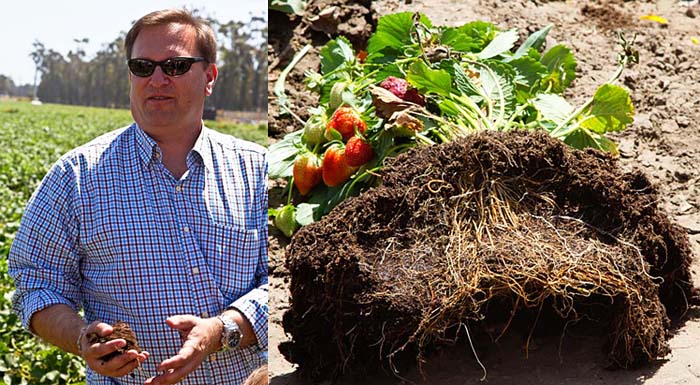 Learning about the strawberry growing process from Bill Reiman