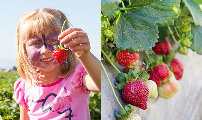 Picking California strawberries