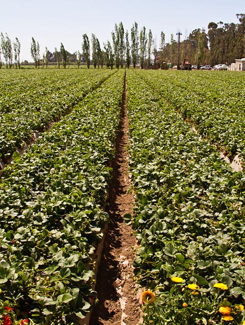 Strawberry Field