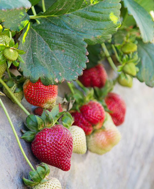 Strawberries growing in the fields