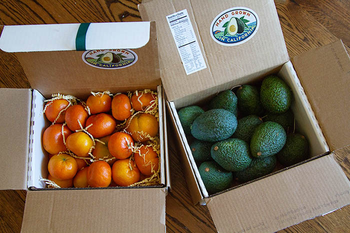 Tango Mandarin Oranges and Avocados from California Avocados Direct
