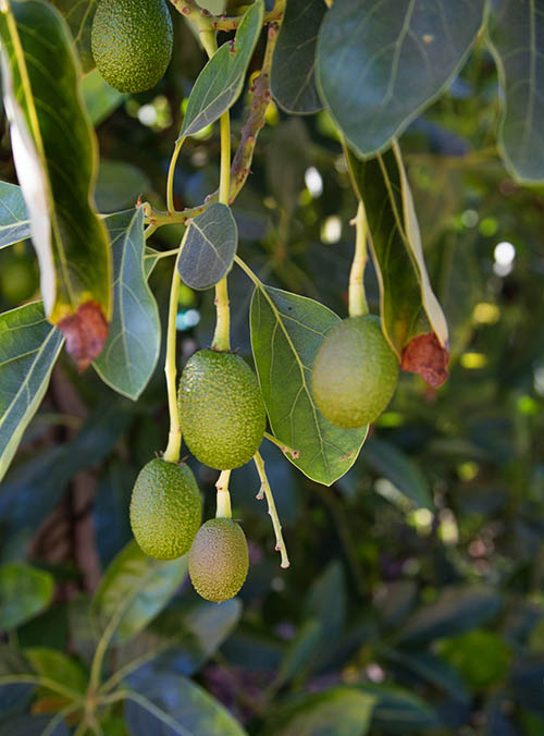 Baby avocados