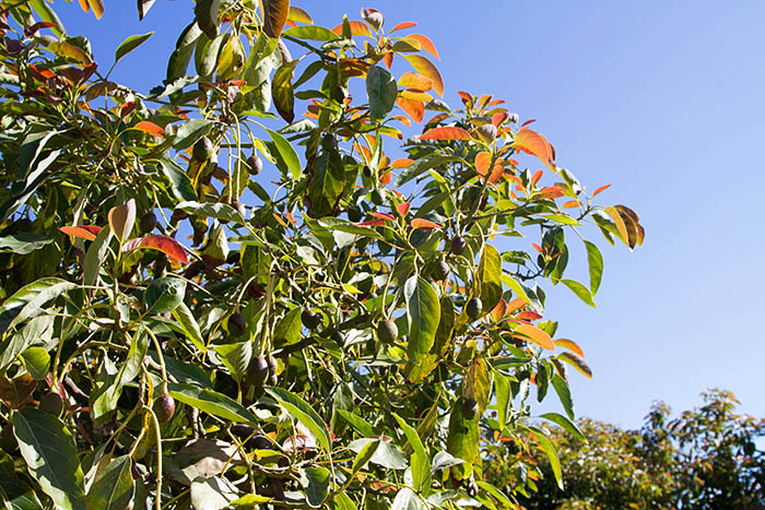 New growth of avocado trees