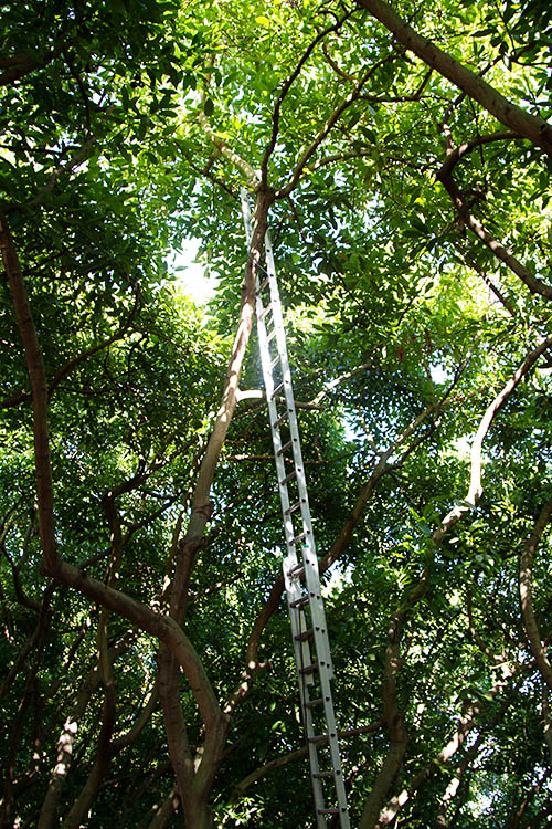 Tall avocado trees