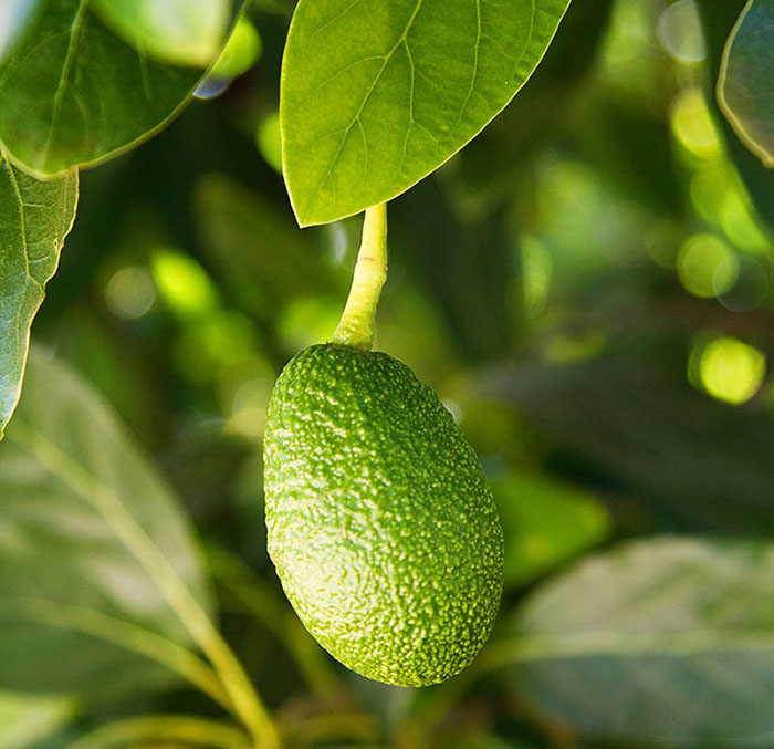 Avocado on a tree