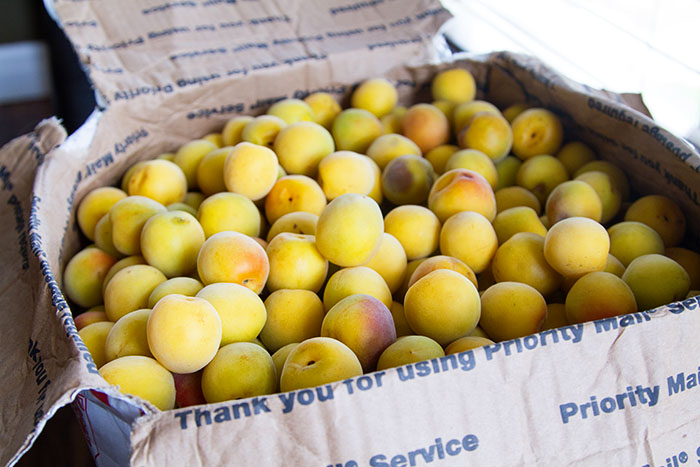 Japanese plums (ume)