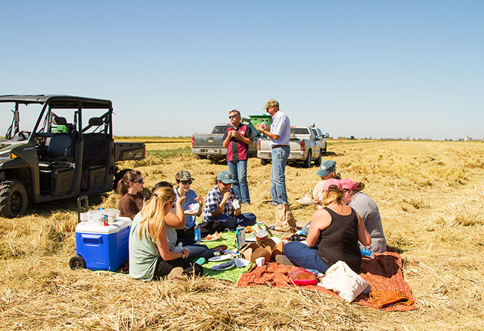 Picnic in the rice fields