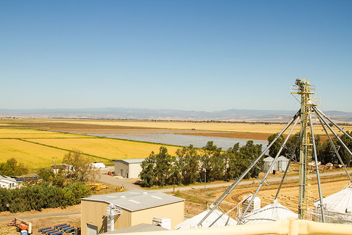 View of Lundberg Family Farms