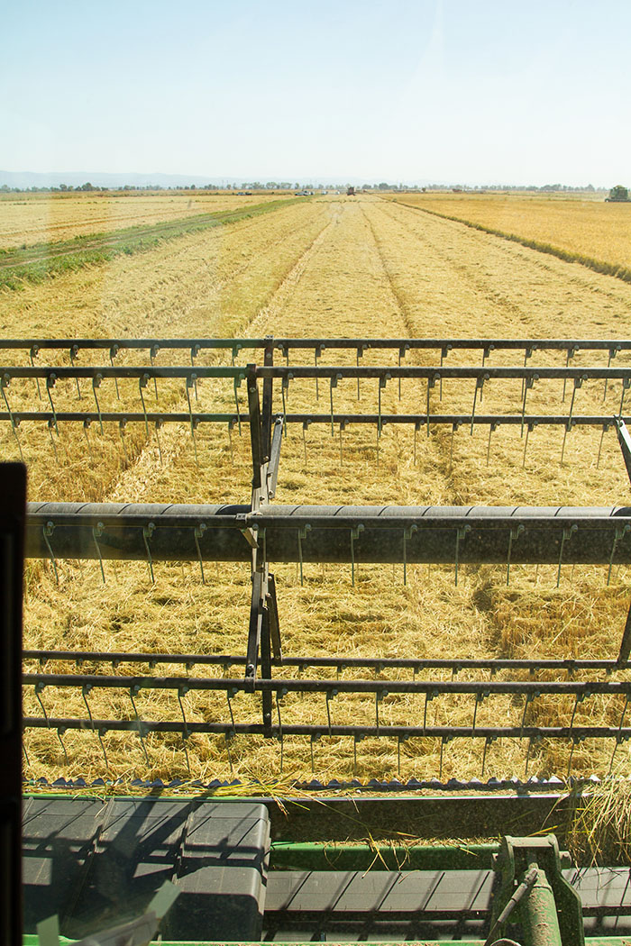 View from a combine