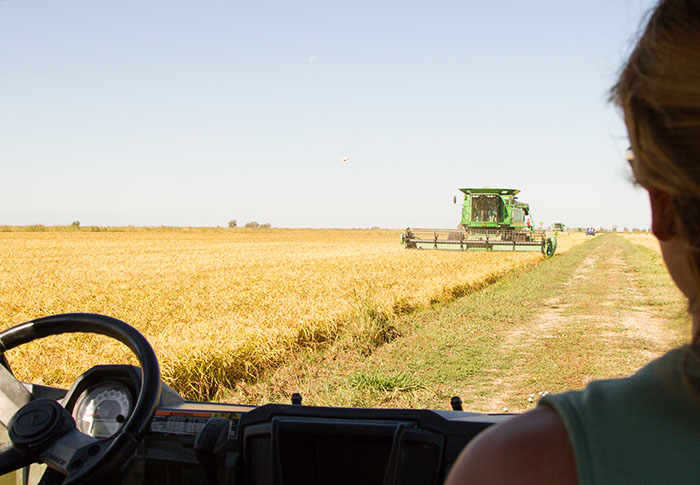 Watching the rice harvest