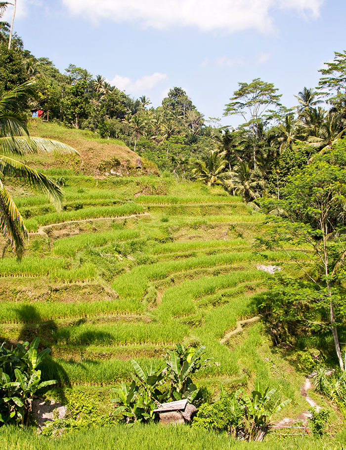 Tegallalang Rice Terraces