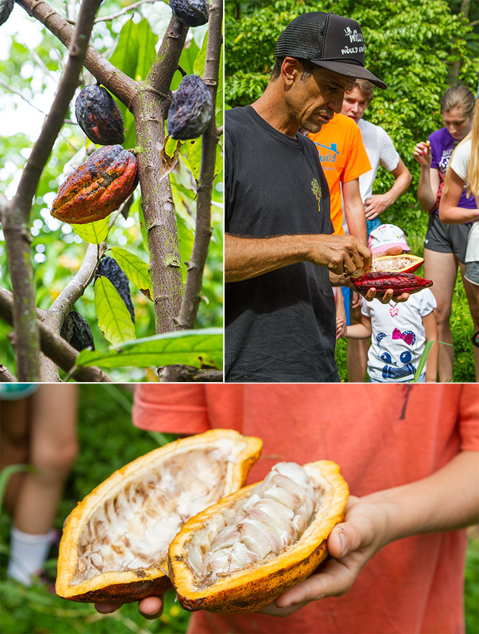 Garden Island Chocolate farm tour