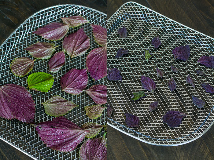 Dehydrating shiso leaves