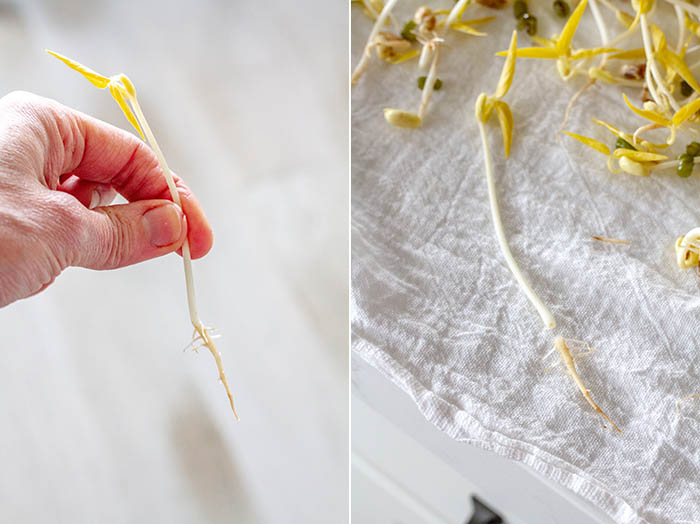 Break off sprouts where the roots start