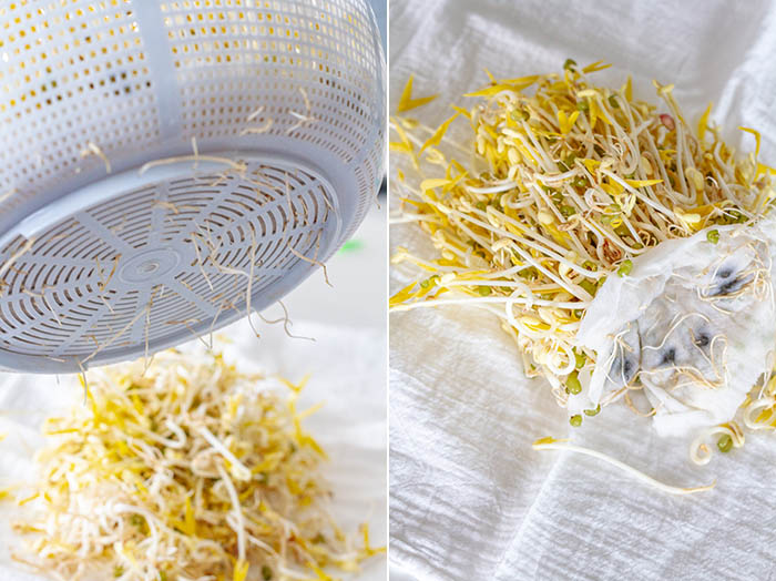 mung beans sprouts roots growing through bottom of growing container