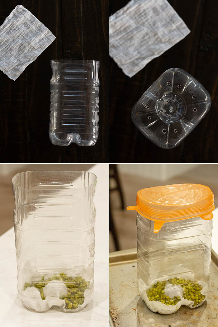 plastic juice bottle with top cut off and holes drilled into the bottom and lined with cloth to grow mung bean sprouts